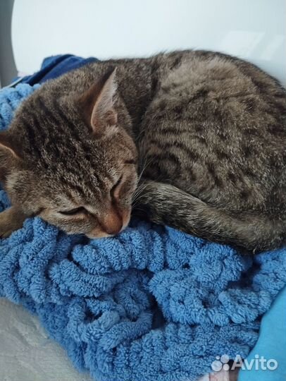 Отдам в добрые руки