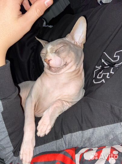 Кот для случки