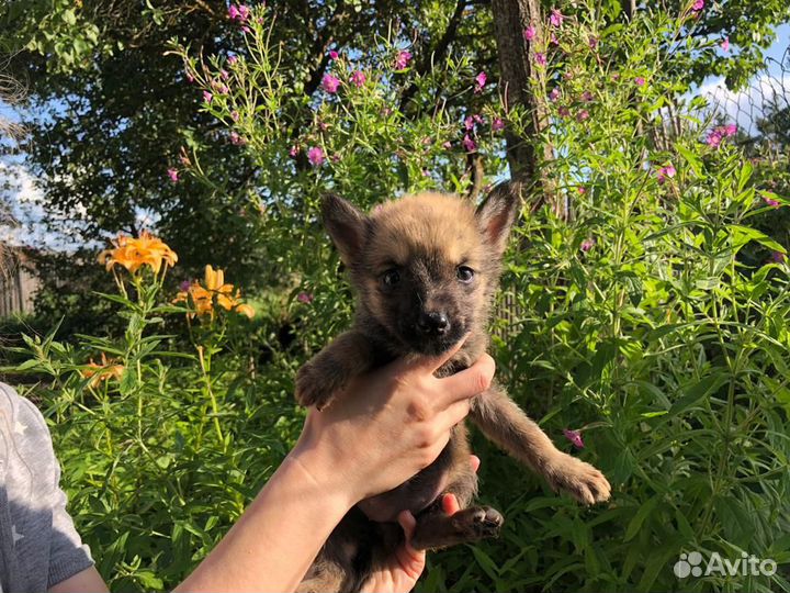 Щенок в добрые руки