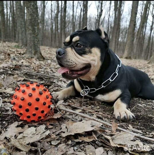 Американский булли вязка