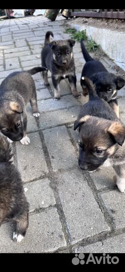 Отдам в добрые руки щенков