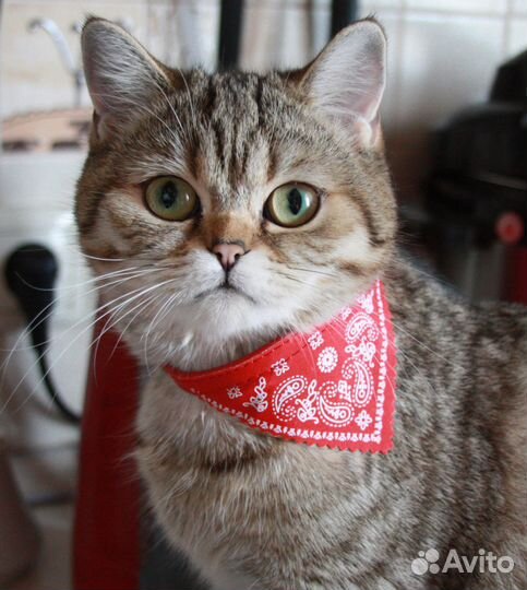 Ошейник платок для кошки или маленькой собаки