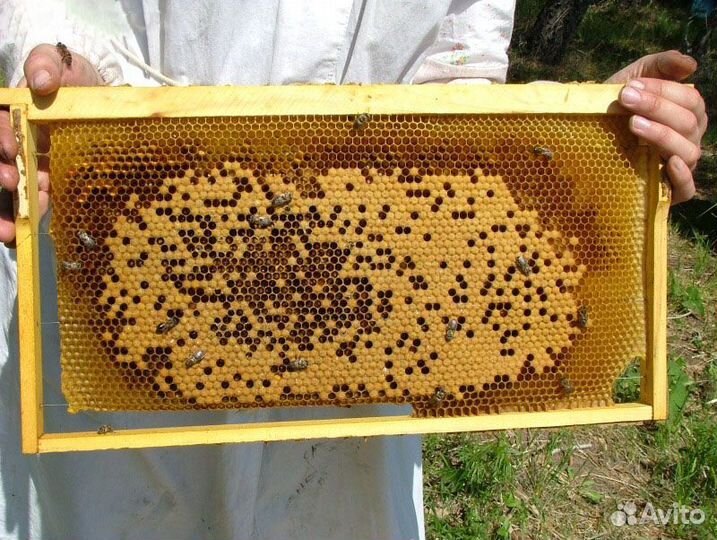 Пчёлы, пчело семьи,нуклеусы, отводки, матки цена д