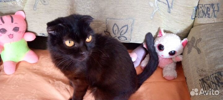 Отдам даром бесплатно