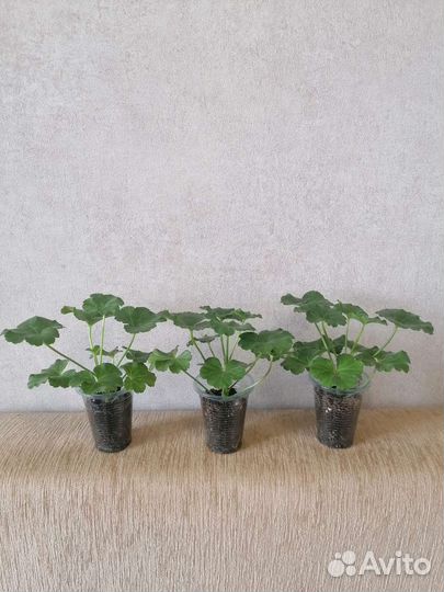 Пеларгония Тася-Звезда Урала