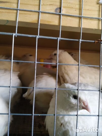 Перепела живые