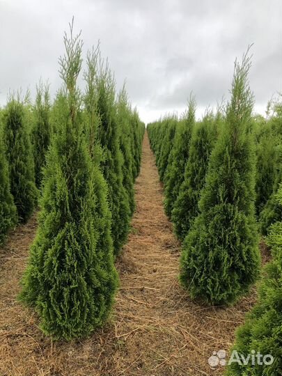 Туя Брабант 1,5-1,7м
