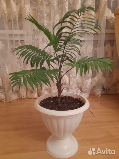 Пальма комнатное растение