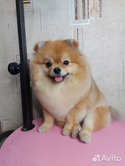 Стрижка собак и кошек.Грумер