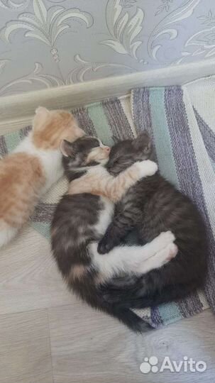 Котята в добрые руки
