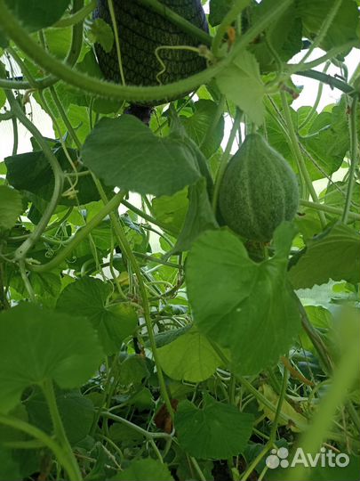 Дыня Шаранте