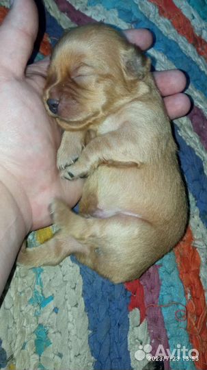 Собаки щенки маленькой породы