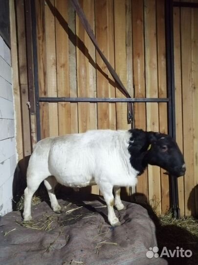 Овцы бараны ягнята