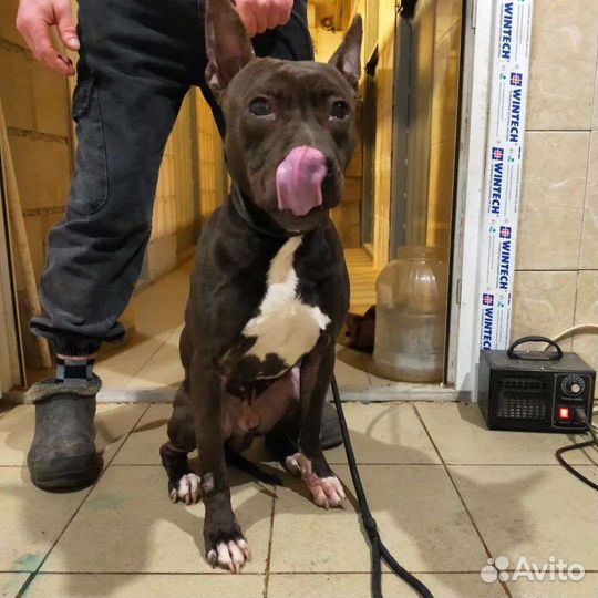 Собака в добрые руки