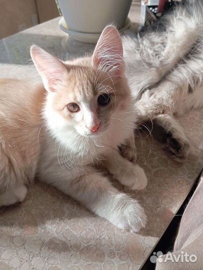 Котопёс