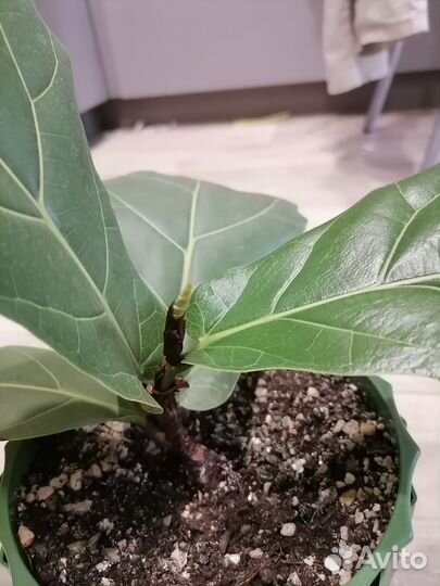 Фикус Лирата