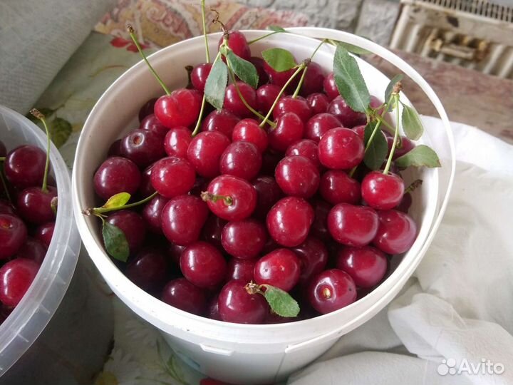 Вишня саженцы