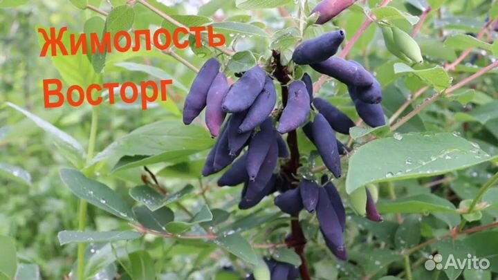 Жимолость Восторг