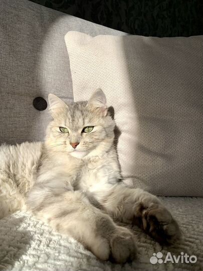 Сибирский кот Барсик