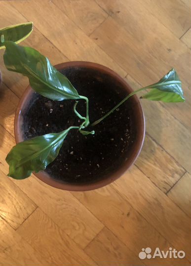 Спатифиллум в глиняном горшке