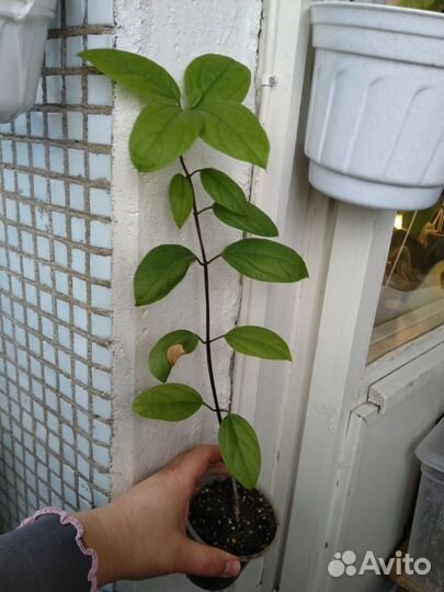 Клеродендрум Томпсона