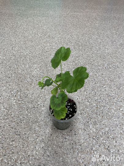 Пеларгония герань