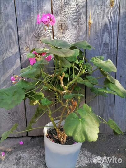 Пеларгония герань