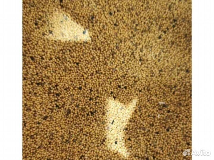 Семена горчицы