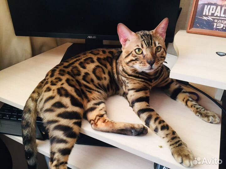 Бенгальский кот вязка