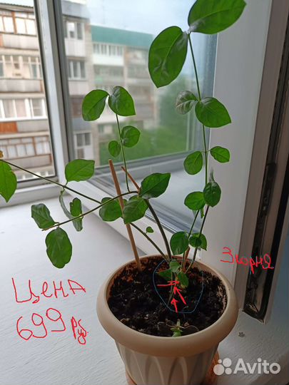 Жасмин комнатный 