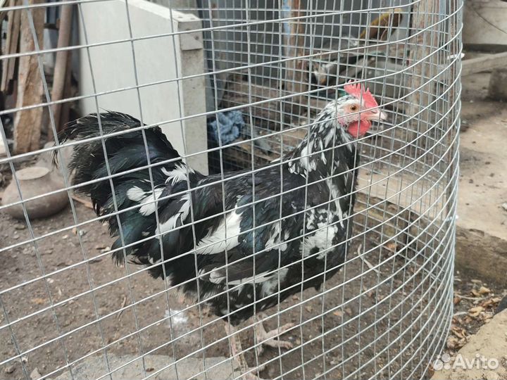 Петух, птица, птица домашняя