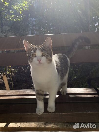 Хвостики ищут дом