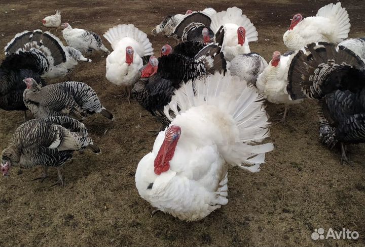 Индюк живой