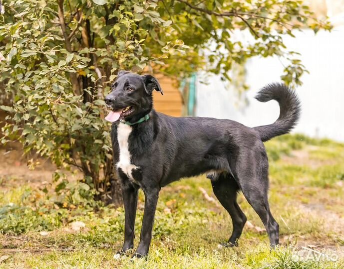 Собака в дар в добрые руки