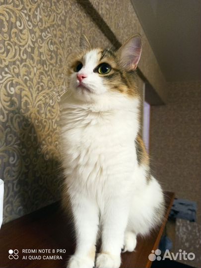 Кошки в добрые руки