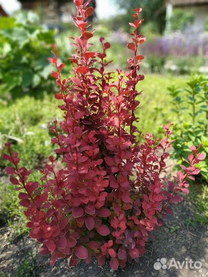 Барбарисы, лаванда, перовския, магония, бузина