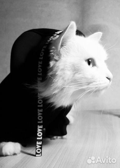 Одежда для собак и кошек