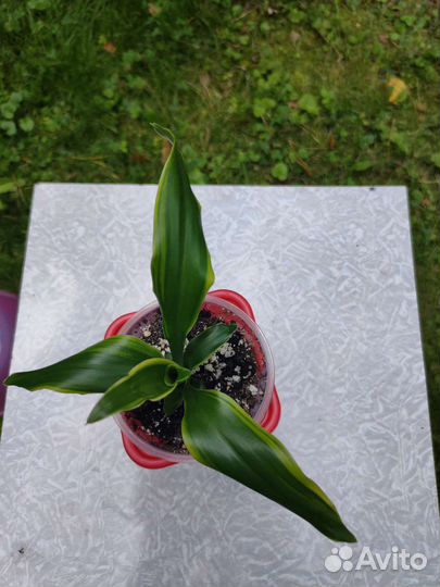 Драцена Fragrance Golden Coast