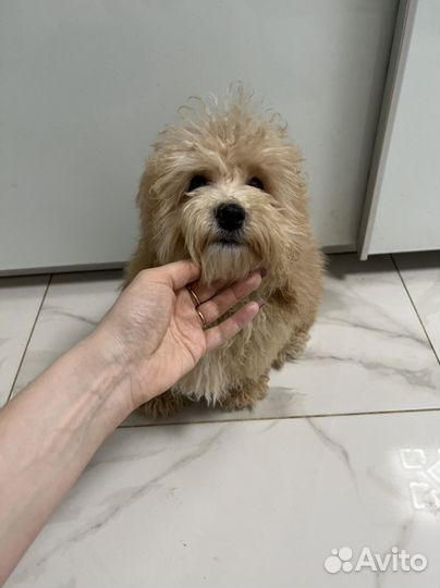 Мальтипу ф1 стандартный мальчик обаяшка