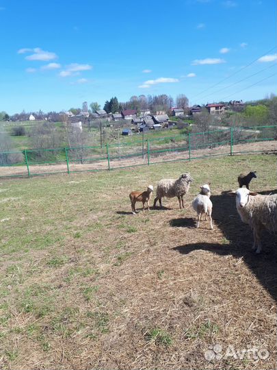 Овцы молодые на племя