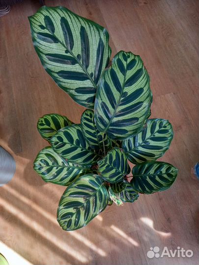 Калатея Макояна