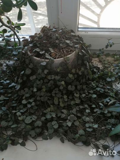 Цирропегия