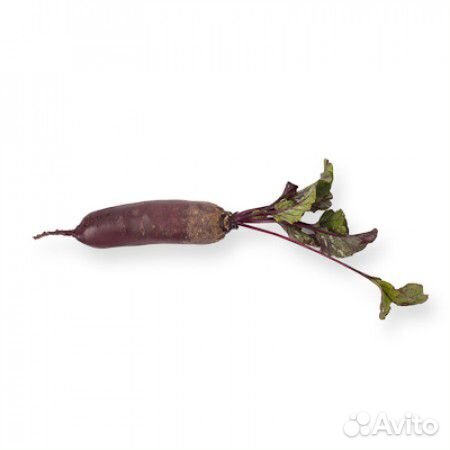 Семена Свёклы 