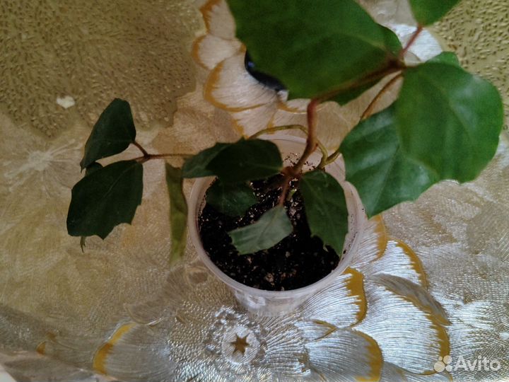 Комнатный виноград циссус