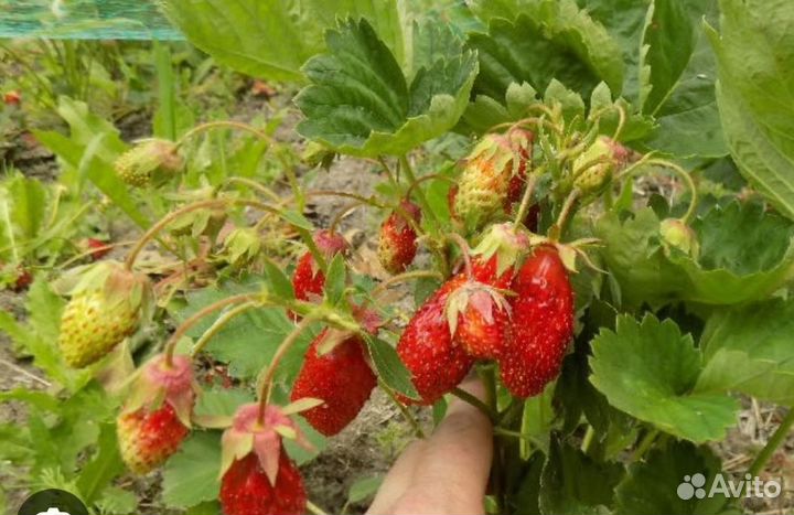 Земклуника купчиха