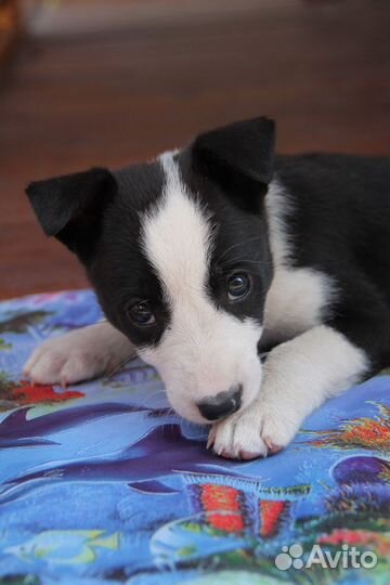 Собака в добрые руки отдам бесплатно