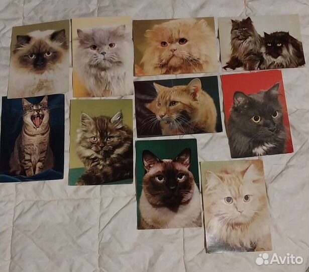 Открытки редкие СССР актёров /Животные/Польша