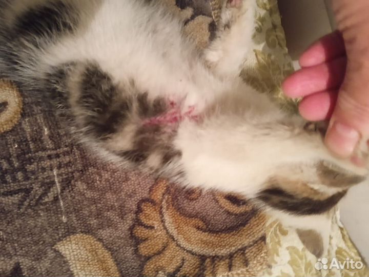 Найден котенок девочка