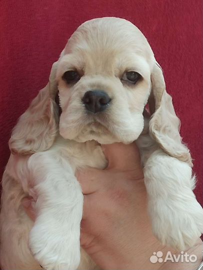 Кокер спаниель