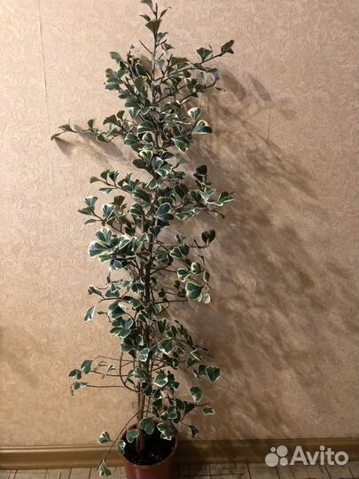 Фикусы- Триангулярис Вайт М, Кинг, суккуленты